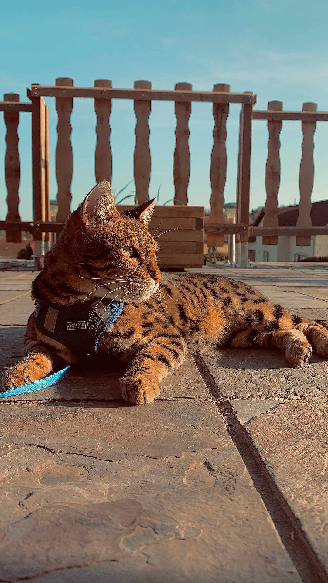 Spider participe au concours pour gagner de l'argent avec cette photo : cat, spotted_cat, outdoor, sunlight, patio, stone_floor, leash, harness, feline, animal, pet, resting, looking_away, daytime, wooden_fence, sky, ears, whiskers, paws, relaxed