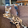 cat, bengal_cat, pet, animal, feline, couch, living_room, indoor, brown, texture, relaxed, green_eyes, spot_pattern, whiskers, tail, ears, paws, fur, home, cozy