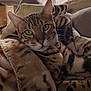 Spider a rejoint le concours — aidez-le/la à gagner de superbes lots ! cat, bengal_cat, blanket, cozy, indoor, window, fur, green_eyes, relaxed, patterned_blanket, pet, animal, feline, cute, resting, soft_light, home, portrait, whiskers, ears