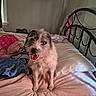 Lily is registered to the contest to win money with this photo: dog, pet, animal, scruffy_dog, wire_hair, white_fur, brown_fur, tongue, sitting, bed, bedroom, blanket, pillows, bedding, indoors, home, window, bed_frame, portrait, happy