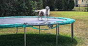 Lily joined the competition — help win amazing prizes! dog, pet, animal, trampoline, backyard, outdoors, grass, garden, trees, house, residential, sunny, daylight, standing, scruffy, small_dog, white_fur, brown_fur, landscape, home