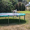 dog, pet, animal, trampoline, backyard, outdoors, grass, garden, trees, house, residential, sunny, daylight, standing, scruffy, small_dog, white_fur, brown_fur, landscape, home