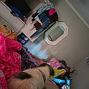 Lily joined the competition — help win amazing prizes! dog, small_dog, fluffy, sleeping, lying_down, pet, animal, bedroom, blanket, clothing, laundry, mirror, pink_blanket, messy_room, indoor, home, colorful, furniture, collar, cozy