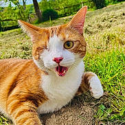 Unity participe au concours pour gagner de l'argent avec cette photo : animal, cat, close-up, cute, daylight, expression, feline, fur, garden, grass, happy, nature, one-eyed_cat, orange_cat, outdoor, pet, playful, tree, whiskers, white_cat
