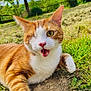 animal, cat, close-up, cute, daylight, expression, feline, fur, garden, grass, happy, nature, one-eyed_cat, orange_cat, outdoor, pet, playful, tree, whiskers, white_cat