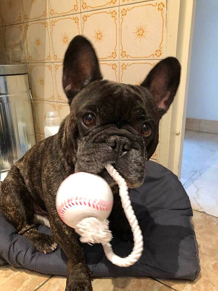 Guizmo a rejoint le concours — aidez-le/la à gagner de superbes lots ! american_bulldog, british_bulldogs, bulldog, canidae, carnivore, companion_dog, dog, dog_breed, dog_collar, french_bulldog, mammal, non_sporting_group, old_english_bulldog, olde_english_bulldogge, rare_breed_dog, skin, snout, sporting_group, toy_bulldog, vertebrate