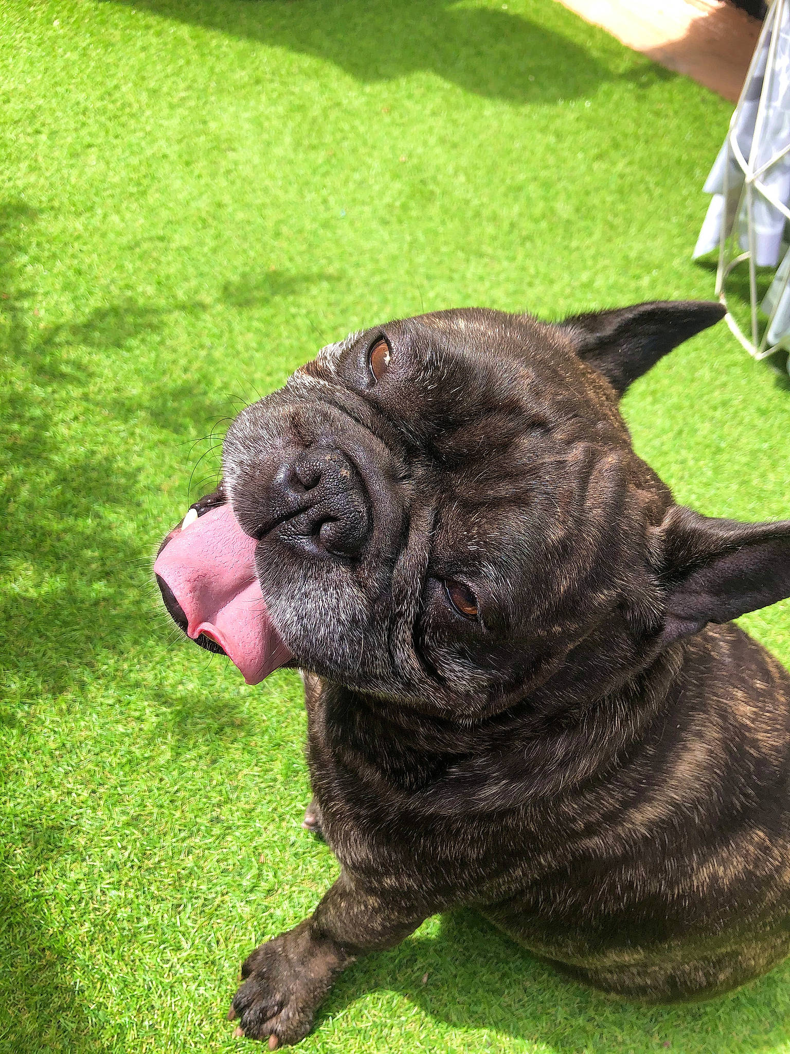 Guizmo participe au concours pour gagner de l'argent avec cette photo : canidae, carnivore, companion_dog, dog, dog_breed, fila_brasileiro, french_bulldog, grass, korean_mastiff, mammal, molosser, neapolitan_mastiff, non_sporting_group, old_english_bulldog, ori_pei, shar_pei, snout, sporting_group, vertebrate, wrinkle