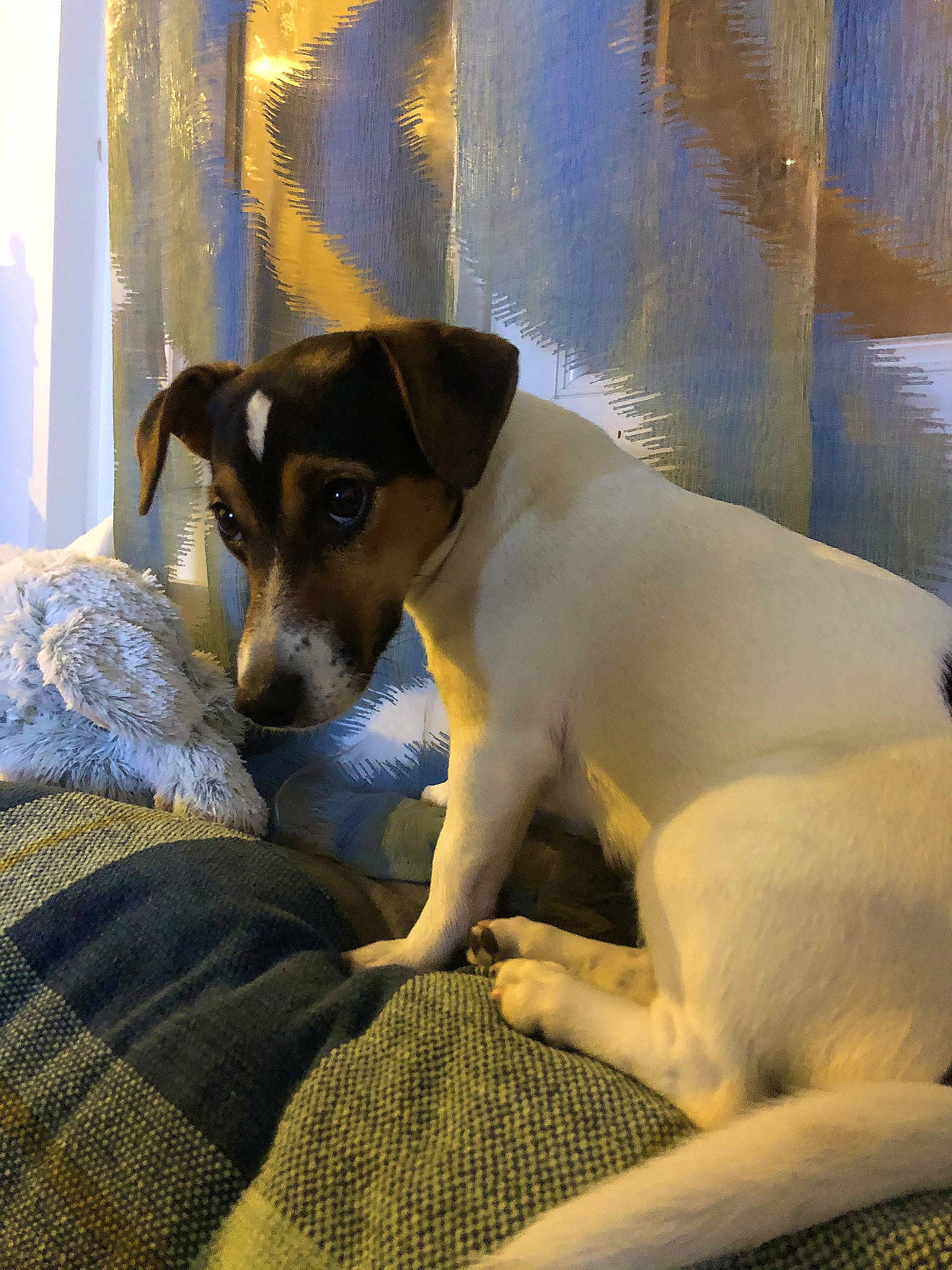 Roxanne participe au concours pour gagner de l'argent avec cette photo : brazilian_terrier, canidae, carnivore, chilean_fox_terrier, companion_dog, danish_swedish_farmdog, dog, dog_breed, feist, fox_terrier, japanese_terrier, mammal, potcake_dog, rat_terrier, ratonero_bodeguero_andaluz, russell_terrier, smooth_fox_terrier, snout, teddy_roosevelt_terrier, vertebrate