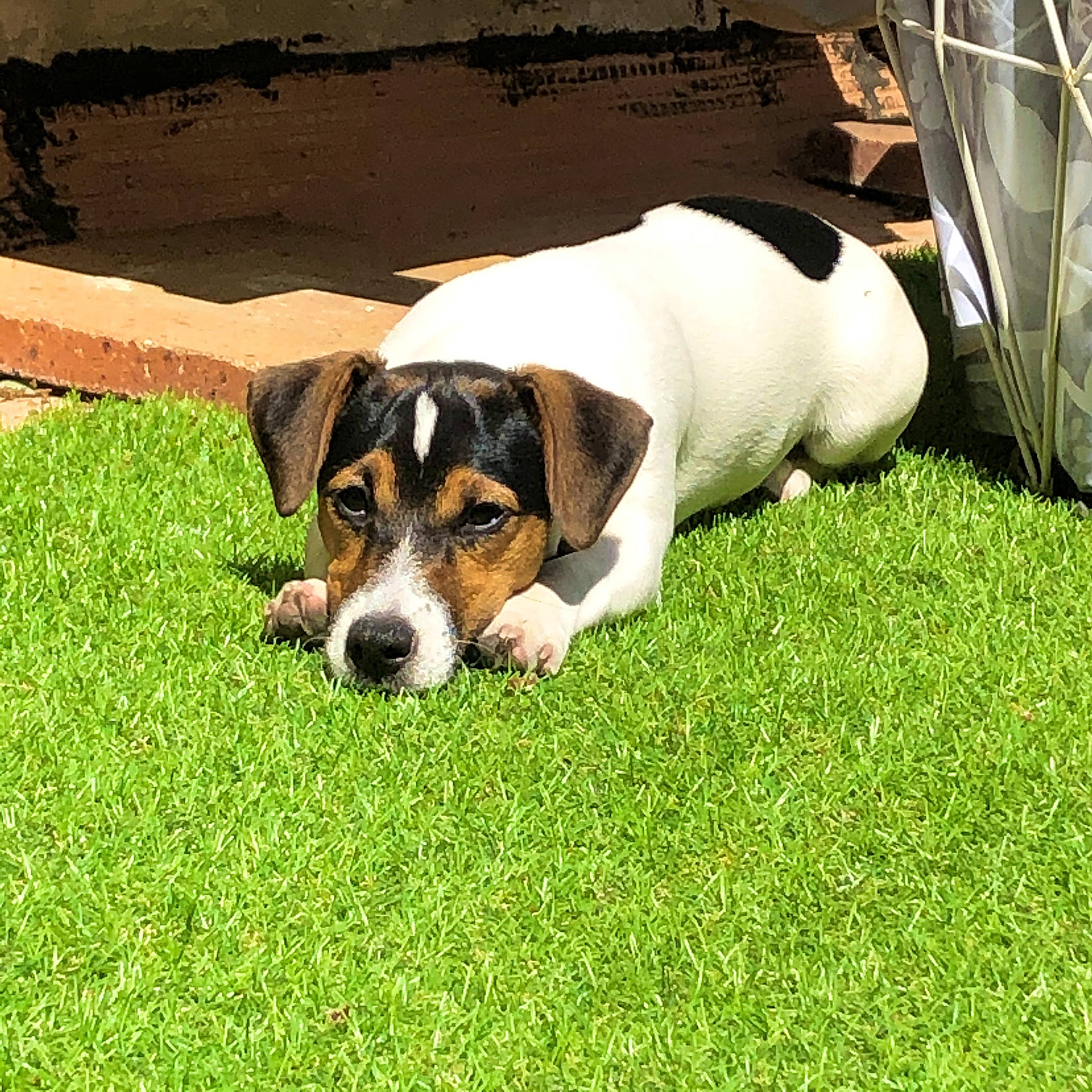 Roxanne participe au concours pour gagner de l'argent avec cette photo : brazilian_terrier, canidae, carnivore, chilean_fox_terrier, companion_dog, danish_swedish_farmdog, dog, dog_breed, grass, irishjacks, jack_russell_terrier, mammal, puppy, rare_breed_dog, ratonero_bodeguero_andaluz, russell_terrier, serbian_tricolour_hound, smooth_fox_terrier, sporting_group, vertebrate