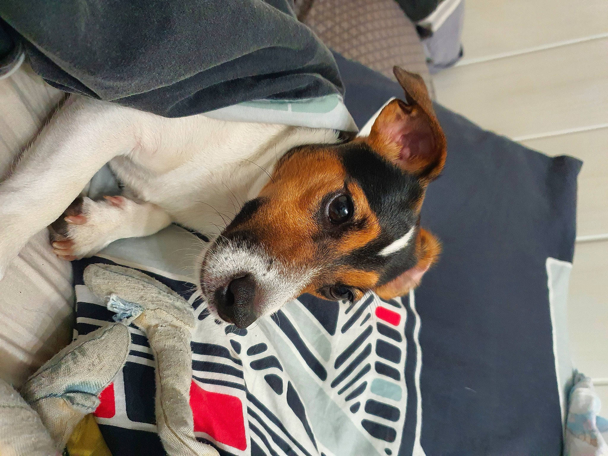 Roxanne a rejoint le concours — aidez-le/la à gagner de superbes lots ! brazilian_terrier, canidae, carnivore, companion_dog, dog, dog_breed, ear, fawn, fox_terrier, jack_russell_terrier, mammal, russell_terrier, smooth_fox_terrier, snout, terrier, vertebrate