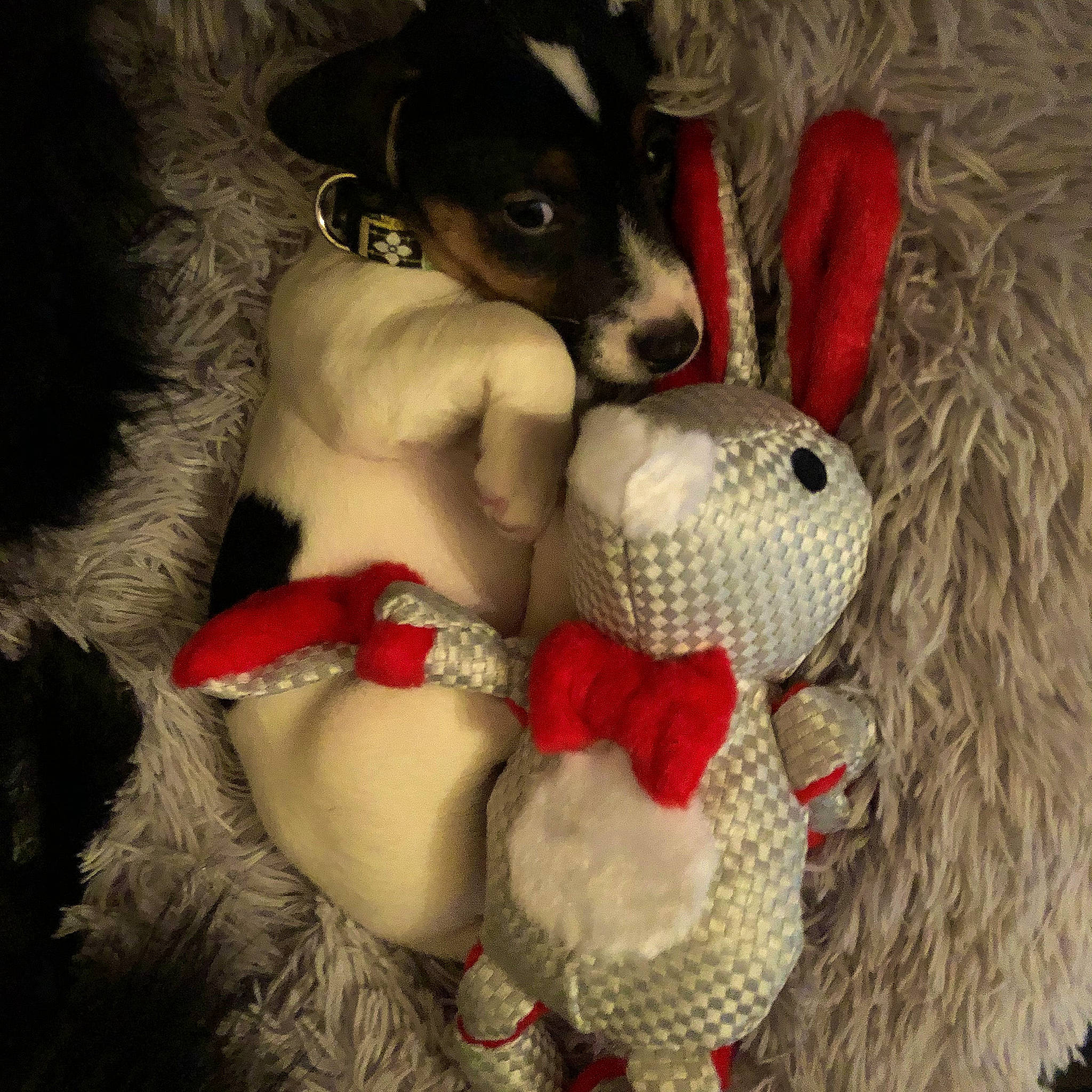 Roxanne participe au concours pour gagner de l'argent avec cette photo : canidae, carnivore, dog, dog_breed, dog_toy, fictional_character, fox_terrier, fur, rat_terrier, stuffed_toy, terrier, toy, toy_fox_terrier