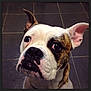 Beau is registered to the contest to win money with this photo: