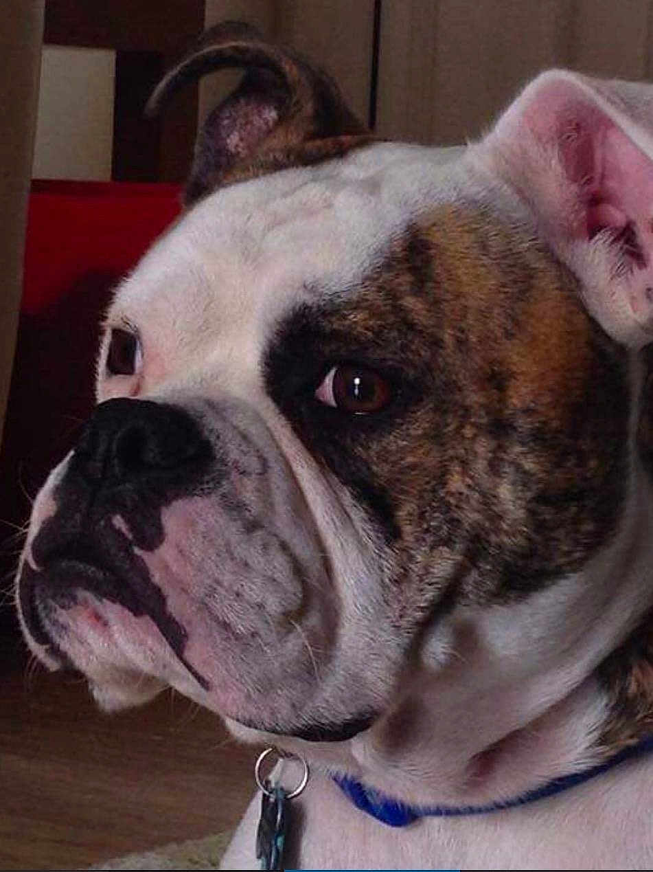 Beau