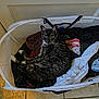 Layla joined the competition — help win amazing prizes! cat, laundry_basket, clothes, green_eyes, indoor, tile_floor, relaxed, pet, whiskers, white_paws, black_and_gray_fur, home, resting, feline, curious, domestic_animal, soft_texture, basket, sleepy, cozy