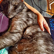 Layla joined the competition — help win amazing prizes! cat, tabby, gray_cat, pet, animal, fur, whiskers, ear, paw, human_hand, laptop, keyboard, cable, indoor, close_up, relaxing, cozy, domestic, resting, comfort