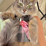 Stormy joined the competition — help win amazing prizes! animal, butterfly_clips, cat, closeup, cute, decorated, domestic, fluffy, furniture, gray, green_eyes, indoor, paw, pearls, person_lap, pet, pink_ribbon, plaid_outfit, relaxed, wooden_floor