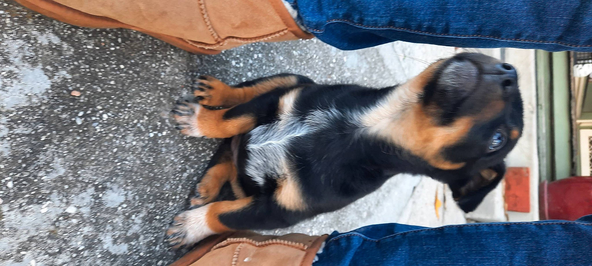 Bella joined the competition — help win amazing prizes! blue, canidae, carnivore, claw, comfort, companion_dog, denim, dog, dog_breed, foot, fur, human_leg, paw, snout, sporting_group, tail, working_dog