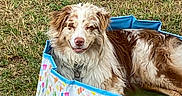 Aïsko participe au concours pour gagner de l'argent avec cette photo : dog, canine, pet, pools, outdoor, grass, summer, relaxed, happy, fluffy, brown_and_white, colorful, patterned, water, recreation, sunny, playful, animal, nature, leisure