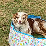 dog, canine, pet, pools, outdoor, grass, summer, relaxed, happy, fluffy, brown_and_white, colorful, patterned, water, recreation, sunny, playful, animal, nature, leisure