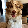 Aïsko participe au concours pour gagner de l'argent avec cette photo : dog, australian_shepherd, indoor, pet, happy, tongue_out, fluffy, brown_and_white, sitting, blanket, living_room, furniture, television, doorway, wooden_drawers, collar, dog_tag, canine, companion, cute