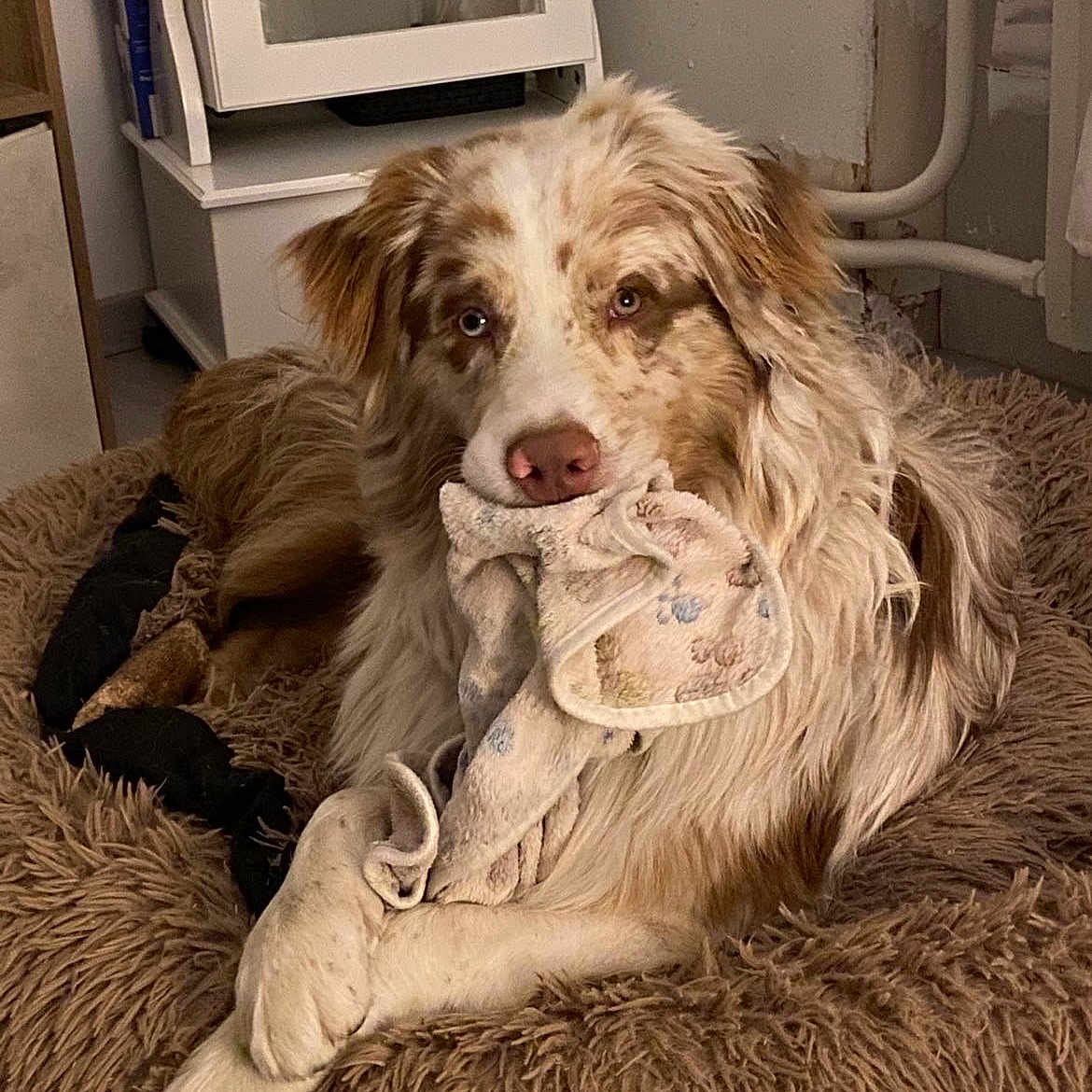 Aïsko a rejoint le concours — aidez-le/la à gagner de superbes lots ! dog, bed, fluffy, indoor, pet, animal, cozy, blanket, brown, white, relaxed, fur, canine, comfort, cute, household, resting, domestic, toy, fabric