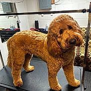 Sunny joined the competition — help win amazing prizes! dog, golden_doodle, grooming_table, fluffy, curious, indoor, mirror, couch, patterned_furniture, head_tilt, pet, animal, fur, room, reflection, paw, legs, wall, floor, cozy