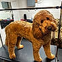 dog, golden_doodle, grooming_table, fluffy, curious, indoor, mirror, couch, patterned_furniture, head_tilt, pet, animal, fur, room, reflection, paw, legs, wall, floor, cozy