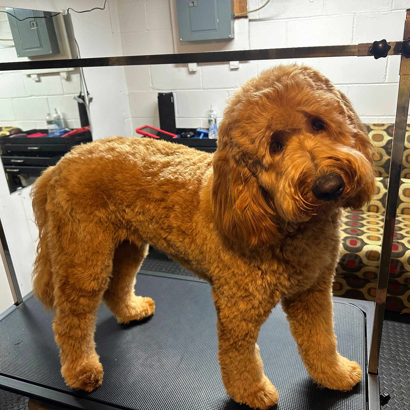 Sunny joined the competition — help win amazing prizes! animal, couch, cozy, curious, dog, floor, fluffy, fur, golden_doodle, grooming_table, head_tilt, indoor, legs, mirror, patterned_furniture, paw, pet, reflection, room, wall
