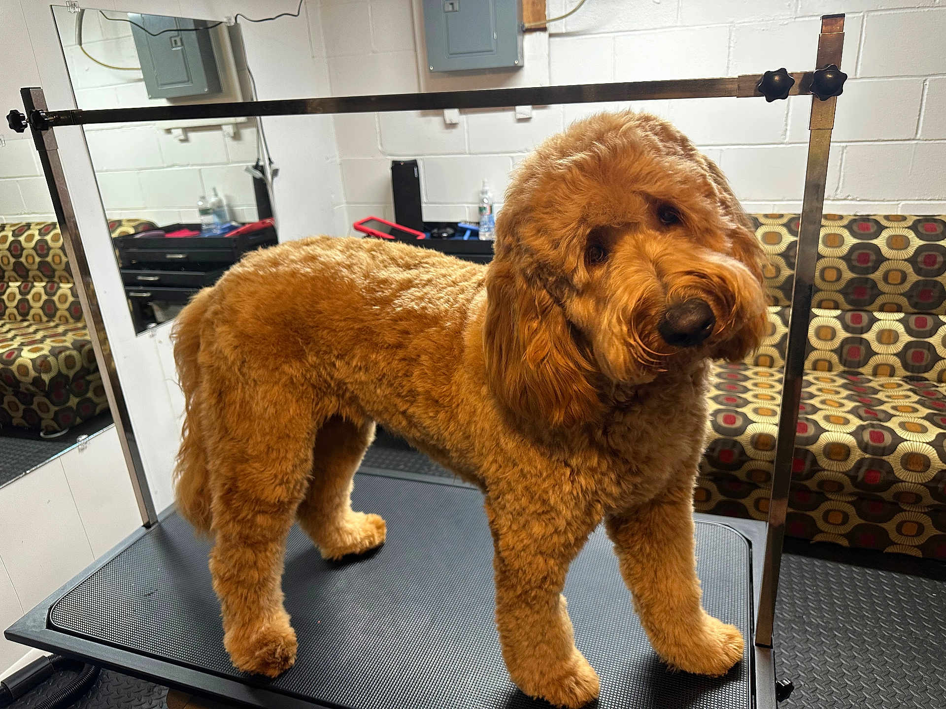Sunny joined the competition — help win amazing prizes! dog, golden_doodle, grooming_table, fluffy, curious, indoor, mirror, couch, patterned_furniture, head_tilt, pet, animal, fur, room, reflection, paw, legs, wall, floor, cozy