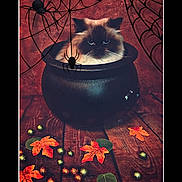 Mia joined the competition — help win amazing prizes! animal, bowl, cat, cookware, flower, hardwood, kitten, leaf, manx, maple, mapleleaf, pet, petal, plant, pot, pottedplant, pottery, sphere, tree, wood