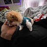 Daisy joined the competition — help win amazing prizes! dog, puppy, small_dog, fluffy, knitted_sweater, hand, bed, blanket, stuffed_toy, indoor, cozy, soft_lighting, wall_art, fairy_lights, person, pet, cute, animal, comfort, home