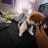puppy, dog, small_dog, fluffy, blue_sweater, bed, blanket, pillow, hand, fingers, indoor, curtain, black_bedspread, cozy, playful, pet, cute, soft_lighting, home, resting
