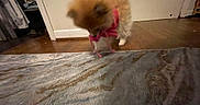 Daisy joined the competition — help win amazing prizes! dog, puppy, fluffy, indoor, wooden_floor, rug, pink_clothing, small_dog, motion_blur, pet, animal, cozy_room, furniture, door, curtain, clothing, floor, playing, cute, domestic