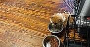 Daisy is registered to the contest to win money with this photo: animal, blanket, clutter, cozy, crate_door, dog, feeding, flooring, fluffy_dog, food_bowl, home, indoor, paw_prints, pet_crate, pet_food, pet_supplies, small_dog, toy, water_bowl, wooden_floor