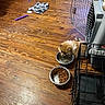 dog, water_bowl, food_bowl, wooden_floor, pet_crate, blanket, paw_prints, pet_food, small_dog, fluffy_dog, indoor, flooring, animal, pet_supplies, feeding, crate_door, toy, home, cozy, clutter