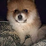 dog, pomeranian, fluffy, pet, animal, blanket, patterned_blanket, indoor, cozy, small_dog, fur, cute, companion, domestic_animal, resting, sleepy, face, dark_background, animal_portrait, paw