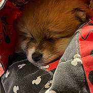 Daisy joined the competition — help win amazing prizes! puppy, dog, sleeping, fur, blanket, mickey_mouse, cozy, cute, pet, animal, resting, soft, warm, snuggled, indoors, closeup, face, young, adorable, comfort