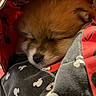 puppy, dog, sleeping, fur, blanket, mickey_mouse, cozy, cute, pet, animal, resting, soft, warm, snuggled, indoors, closeup, face, young, adorable, comfort