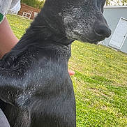 Royal joined the competition — help win amazing prizes! animal, black_dog, canine, closeup, companionship, curious, daylight, dog, fur, grass, greenery, mammal, nature, outdoor, person_arm, pet, portrait, shed, whiskers, yard