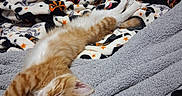 Colby Jack is registered to the contest to win money with this photo: animal, bed, bedding, bedroom, blanket, cat, cozy, fluffy, indoors, kitten, lying_down, nap, orange_cat, paws, pet, portrait, relaxed, sleeping, tabby, white_fur