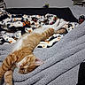 animal, bed, bedding, bedroom, blanket, cat, cozy, fluffy, indoors, kitten, lying_down, nap, orange_cat, paws, pet, portrait, relaxed, sleeping, tabby, white_fur