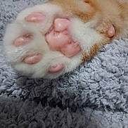 Colby Jack joined the competition — help win amazing prizes! animal, blanket, cat, close_up, cozy, cute, fur, indoor, kitten, macro, orange_and_white, paw, paw_pads, pet, pink_pads, relaxed, sleeping, soft, textile, whiskers