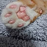 animal, blanket, cat, close_up, cozy, cute, fur, indoor, kitten, macro, orange_and_white, paw, paw_pads, pet, pink_pads, relaxed, sleeping, soft, textile, whiskers