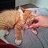 Colby Jack joined the competition — help win amazing prizes! animal, bedroom, carpet, cat, ears, fluffy, hand, happy, indoor, kitten, orange_tabby, paws, pet, petting, portrait, relaxed, sleeping, striped_fur, whiskers, white_paws