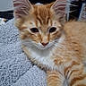 Colby Jack joined the competition — help win amazing prizes! animal, background_cat, blanket, cat, close_up, ears, eyes, feline, fluffy, fur, indoors, kitten, lying_down, orange_tabby, paws, pet, portrait, striped_fur, whiskers, white_chest