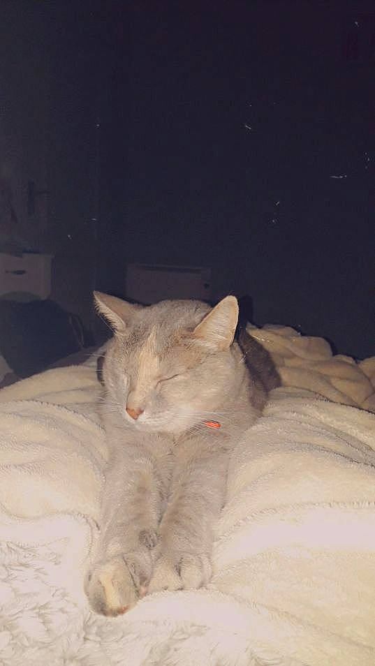 Fizzy a rejoint le concours — aidez-le/la à gagner de superbes lots ! bed, bedding, carnivore, cat, cat_bed, comfort, domestic_short_haired_cat, ear, fawn, felidae, freezing, fur, linens, nap, paw, sleep, small_to_medium_sized_cats, snout, tail, whiskers