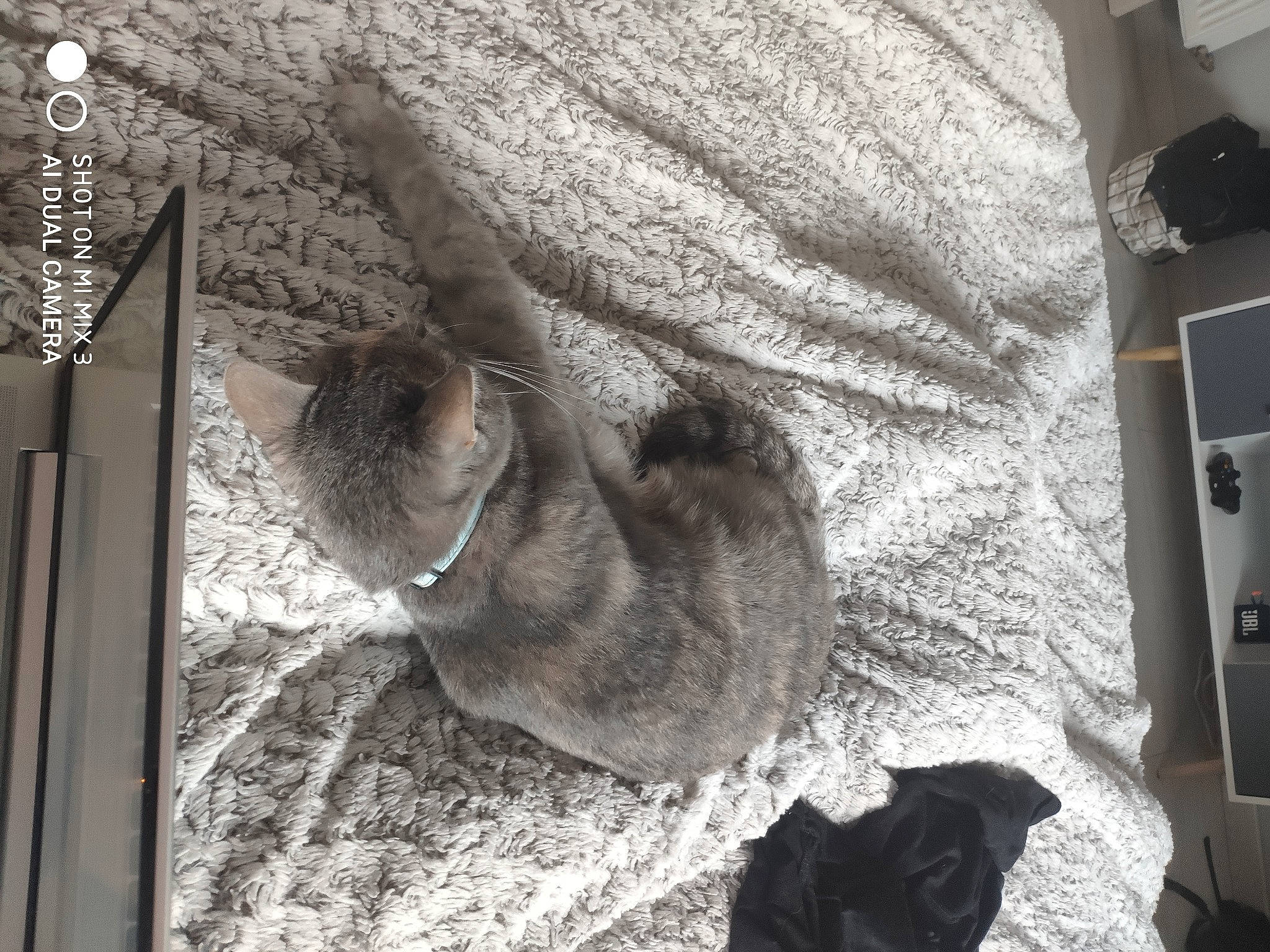 Fizzy participe au concours pour gagner de l'argent avec cette photo : carnivore, cat, claw, comfort, domestic_short_haired_cat, fawn, felidae, fur, grey, monochrome, nap, sleep, small_to_medium_sized_cats, snout, tail, tree, whiskers, wildlife, window, wood