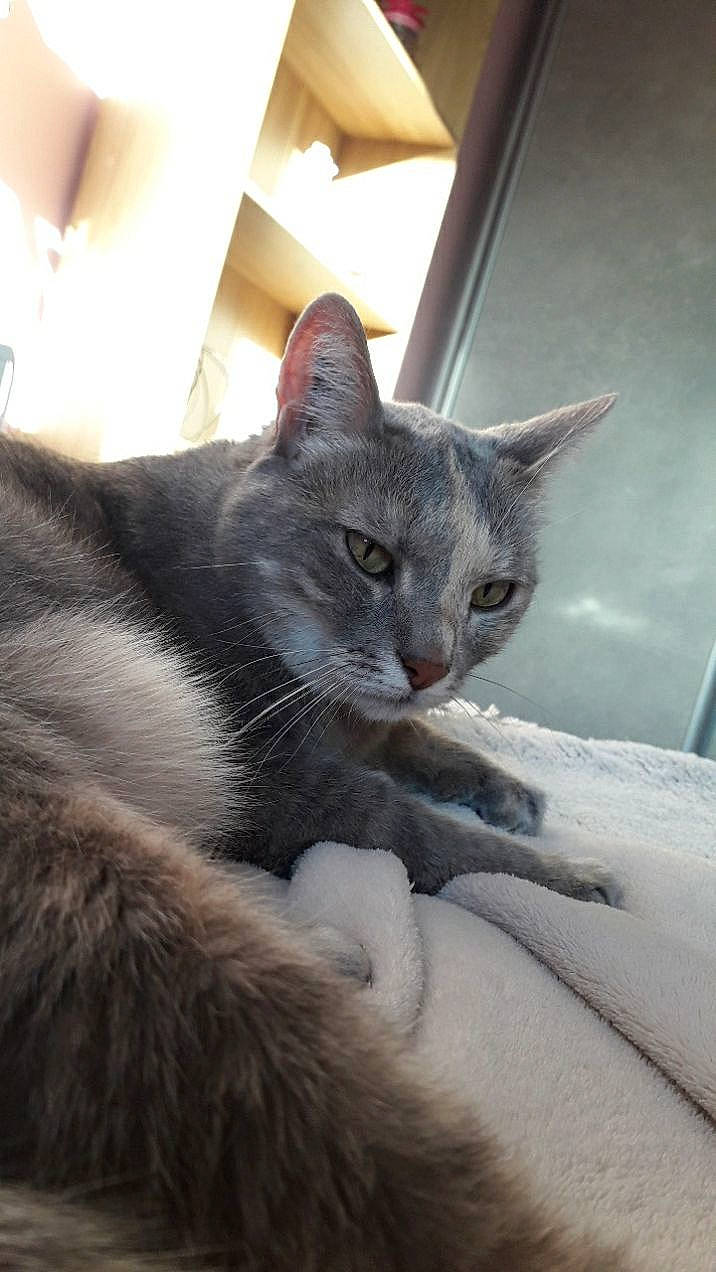 Fizzy participe au concours pour gagner de l'argent avec cette photo : carnivore, cat, comfort, domestic_short_haired_cat, felidae, fur, grey, paw, sitting, small_to_medium_sized_cats, snout, whiskers, wildlife