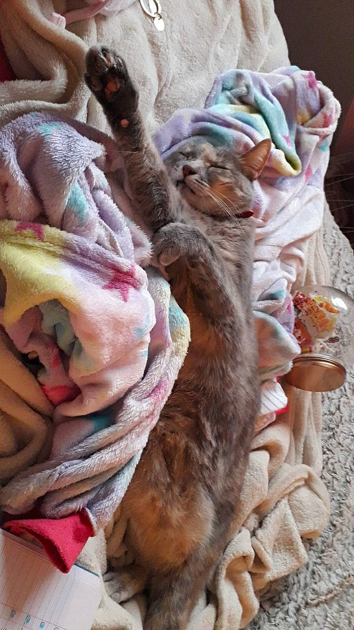 Fizzy participe au concours pour gagner de l'argent avec cette photo : canidae, carnivore, comfort, companion_dog, dog, dog_breed, fawn, felidae, fur, linens, mammal, peach, pink, snout, sporting_group, toy, vertebrate, wool, working_animal, wrinkle