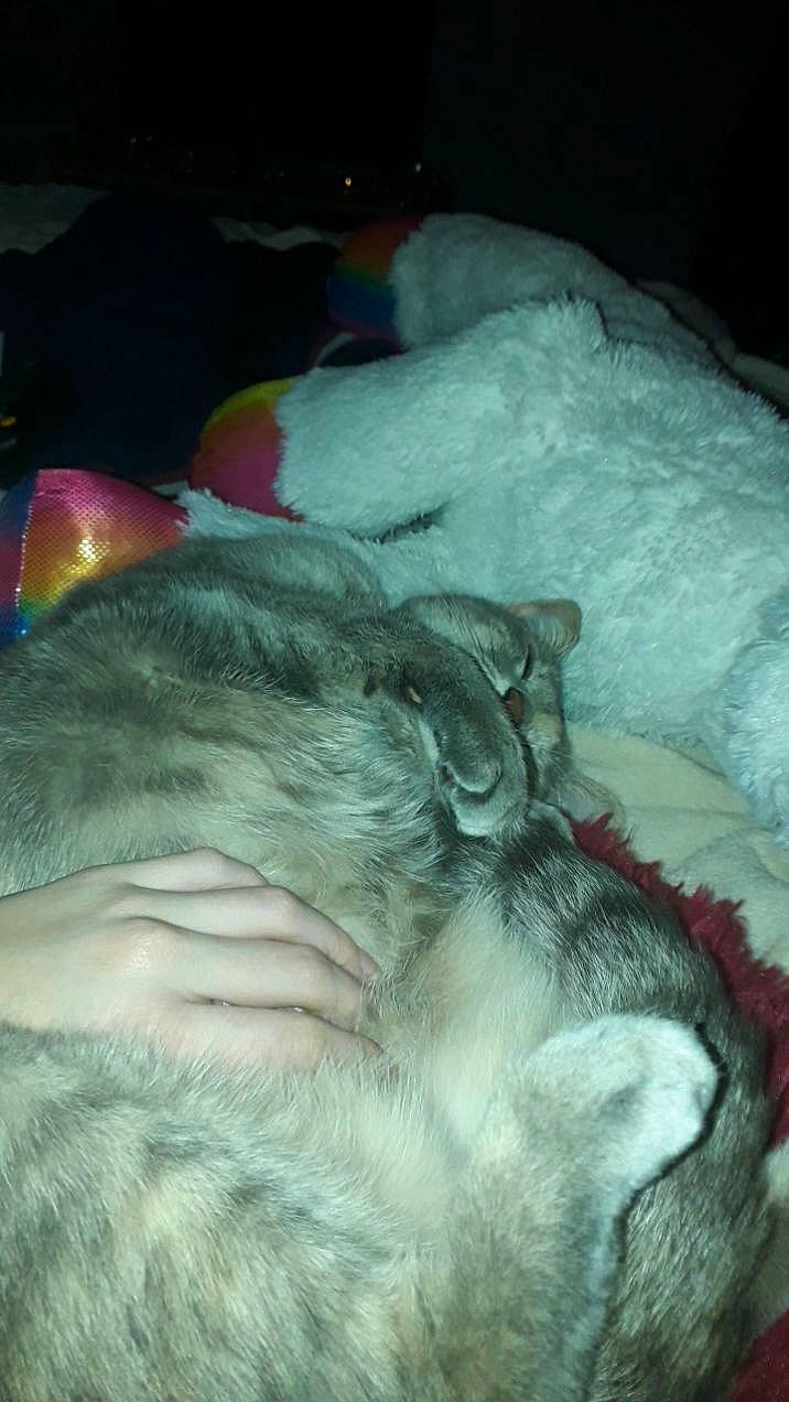 Fizzy participe au concours pour gagner de l'argent avec cette photo : bed, canidae, carnivore, cat, claw, comfort, companion_dog, dog_breed, domestic_short_haired_cat, ear, fawn, felidae, fur, linens, paw, small_to_medium_sized_cats, snout, sporting_group, tail, whiskers